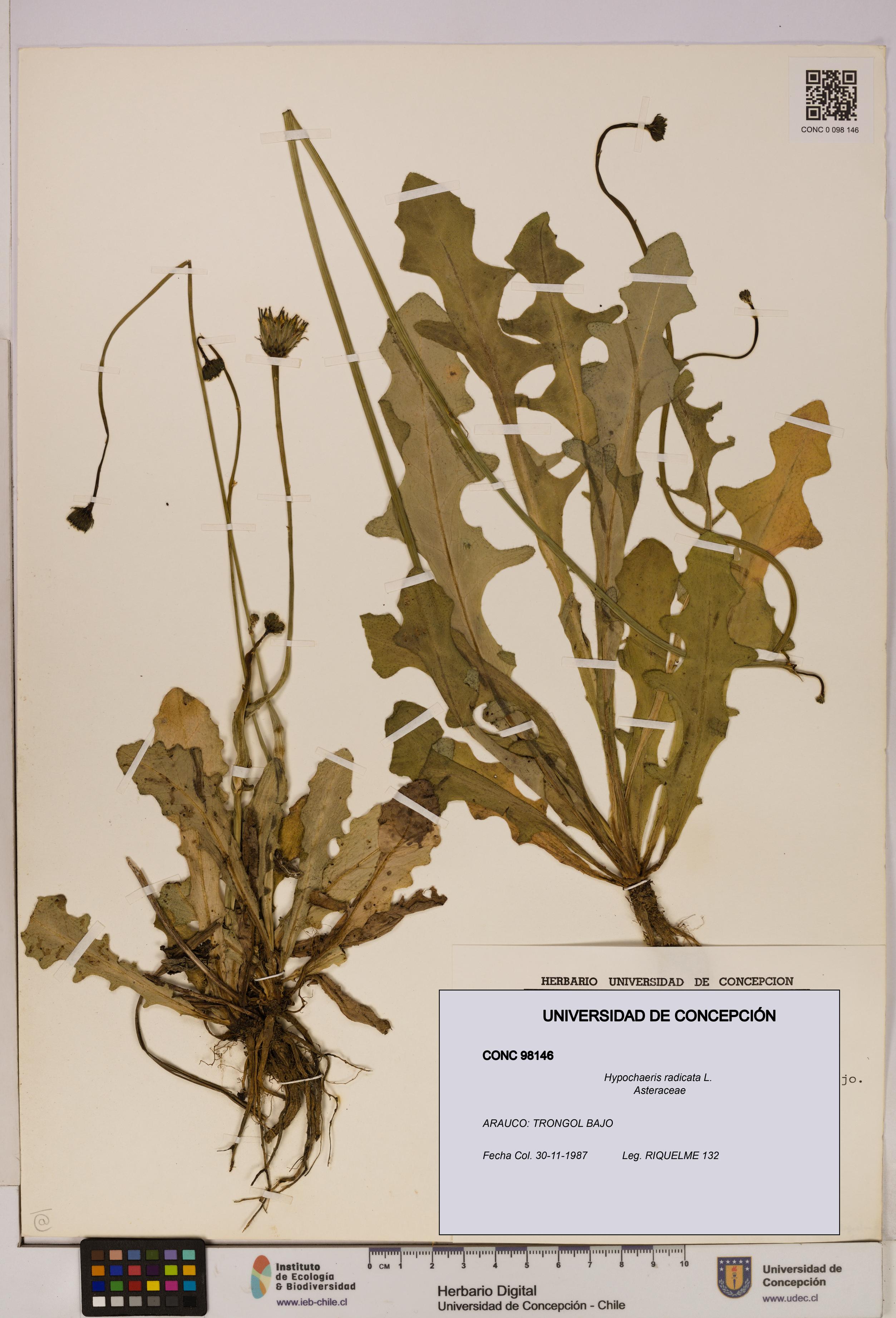 Hypochaeris radicata [Espécimen: UDEC:CONC:0098146]
