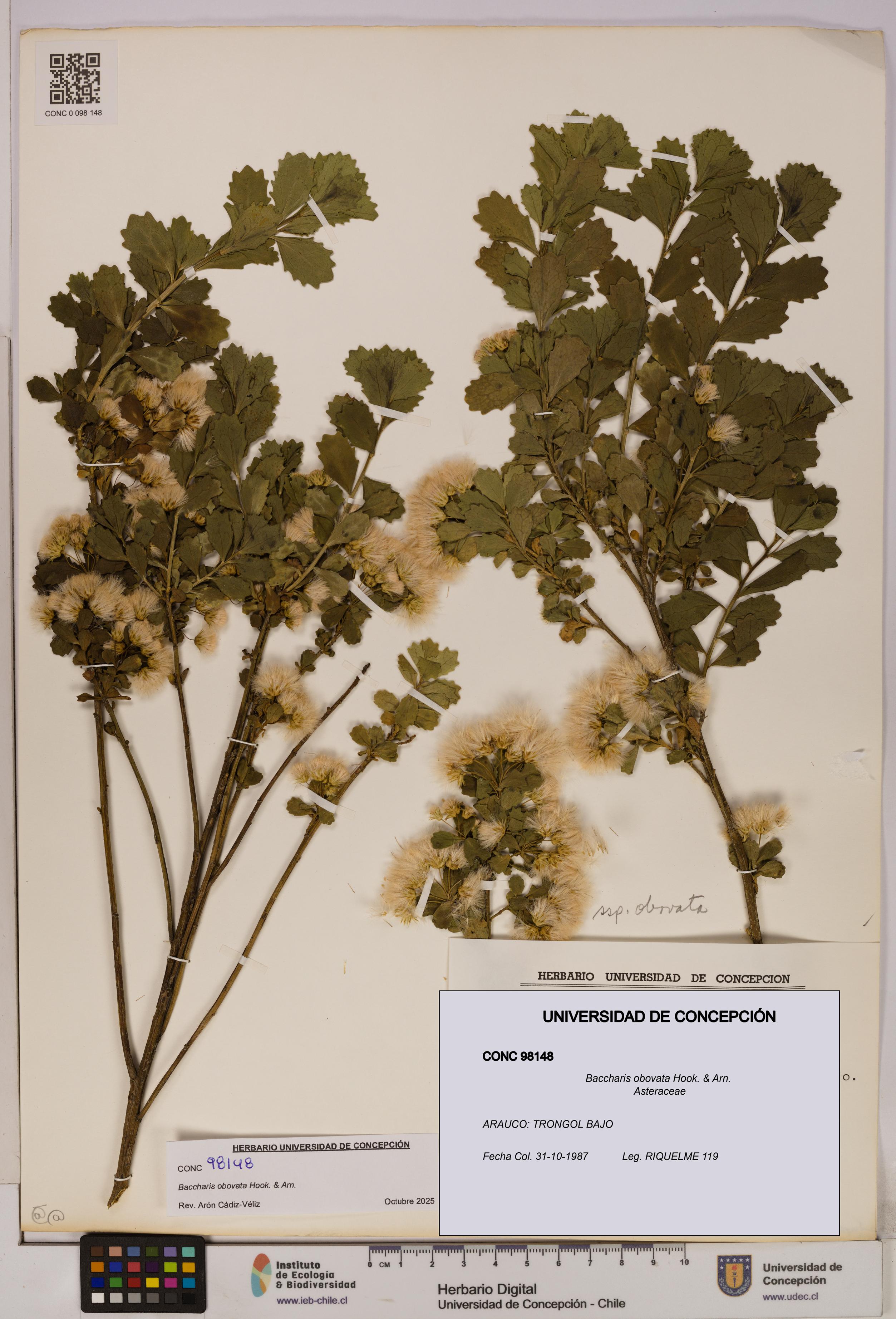Baccharis obovata [Espécimen: UDEC:CONC:0098148]