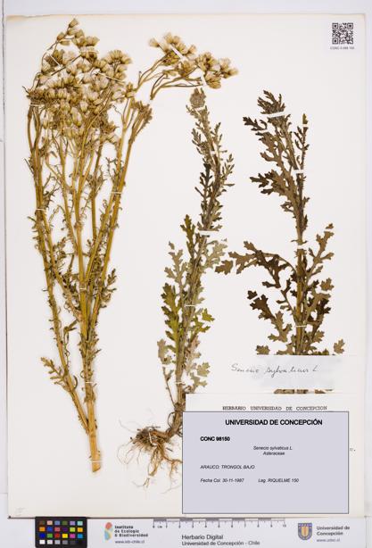 Senecio sylvaticus [Espécimen: ]