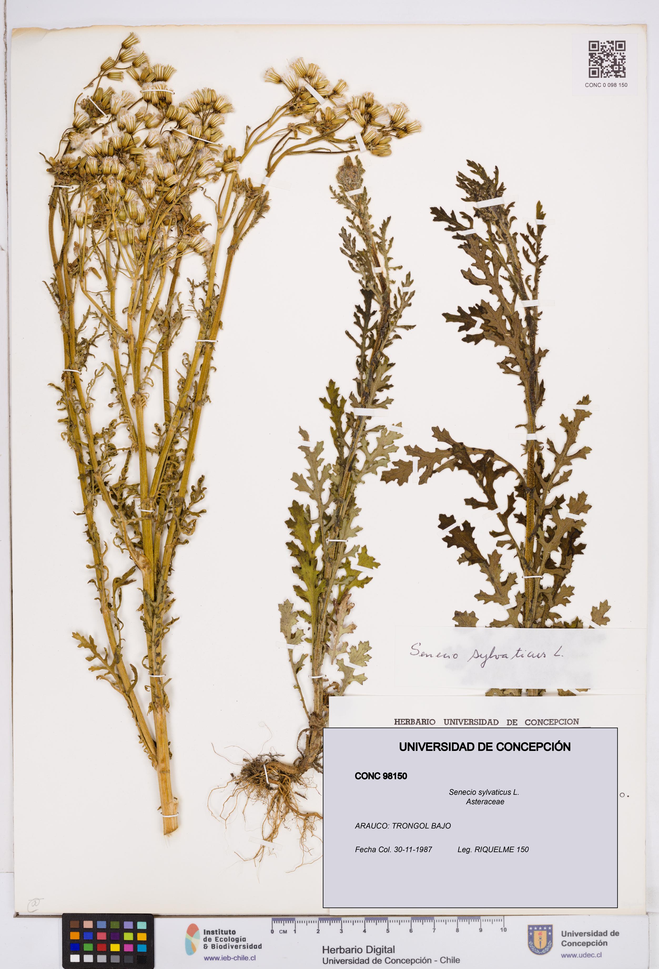 Senecio sylvaticus [Espécimen: ]