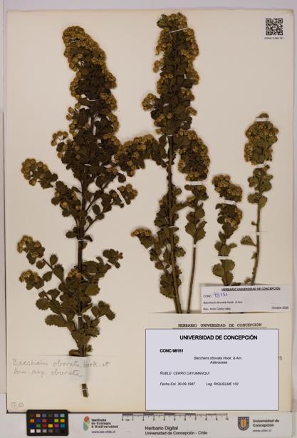 Baccharis obovata [Espécimen: UDEC:CONC:0098151]