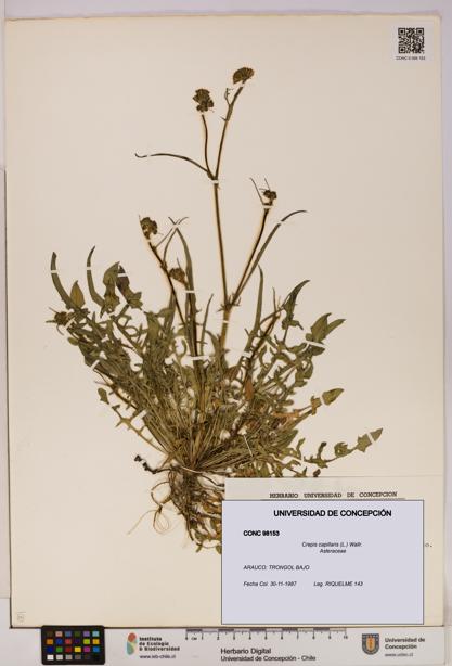 Crepis capillaris [Espécimen: UDEC:CONC:0098153]
