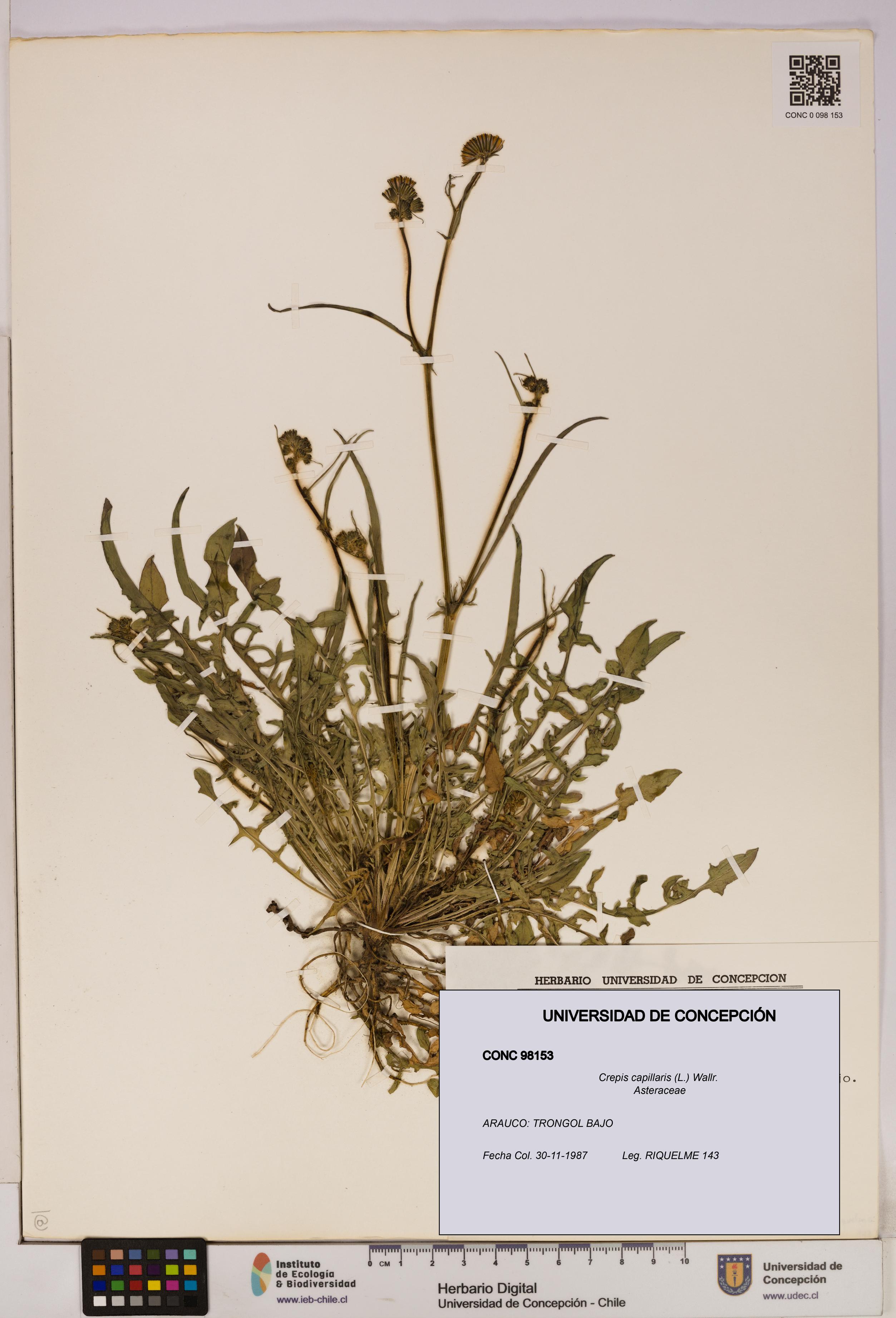 Crepis capillaris [Espécimen: UDEC:CONC:0098153]