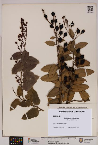 Berberidopsis corallina [Espécimen: UDEC:CONC:0098161]