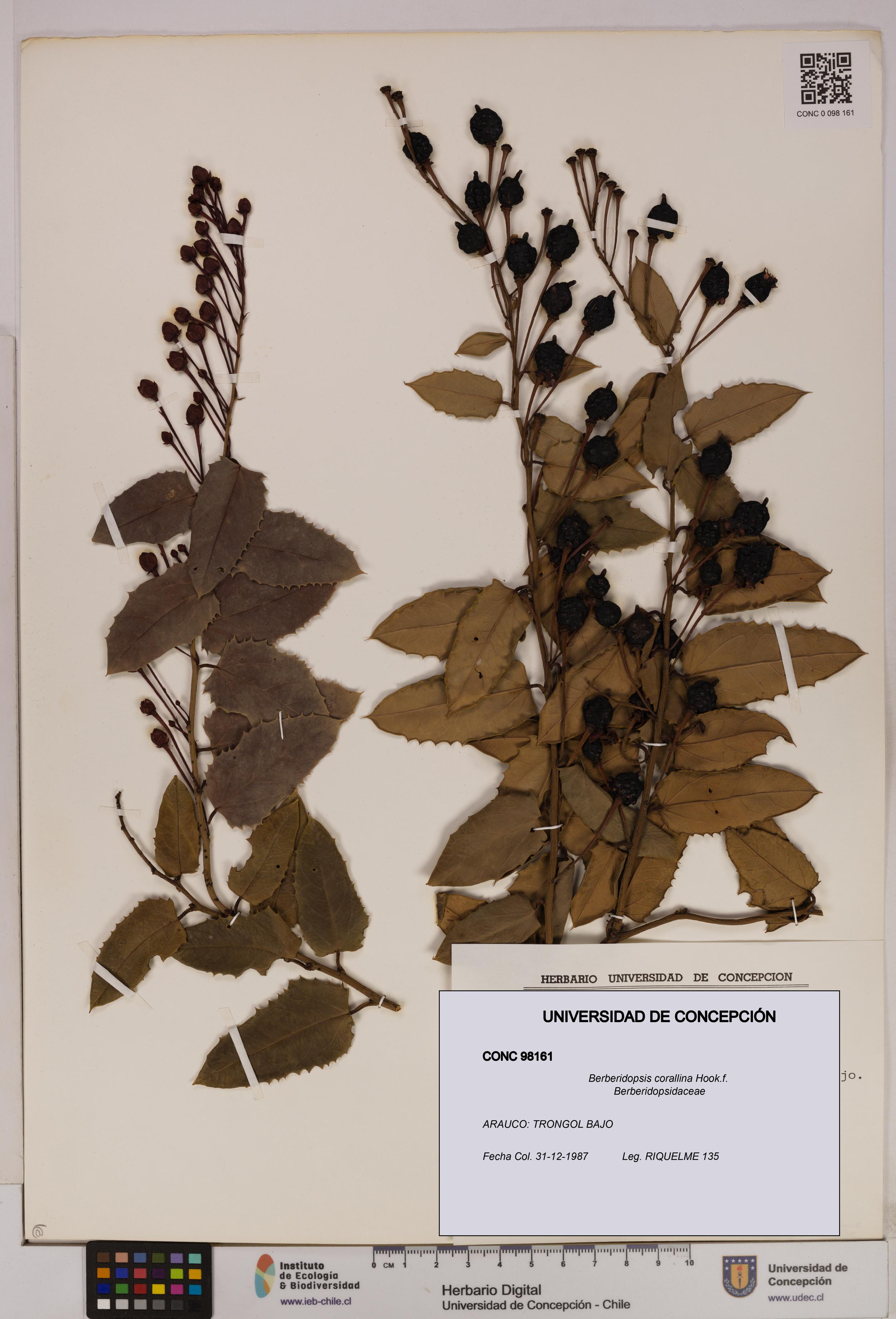 Berberidopsis corallina [Espécimen: UDEC:CONC:0098161]
