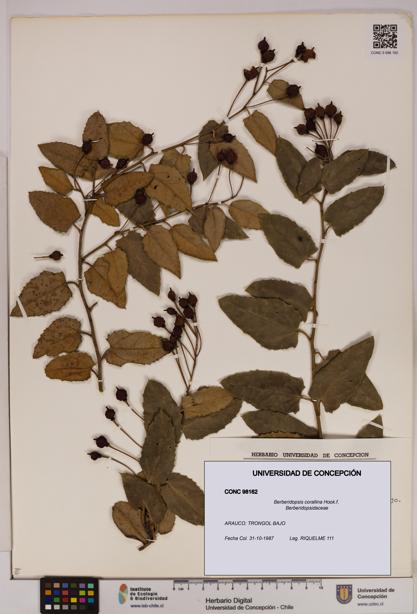 Berberidopsis corallina [Espécimen: UDEC:CONC:0098162]
