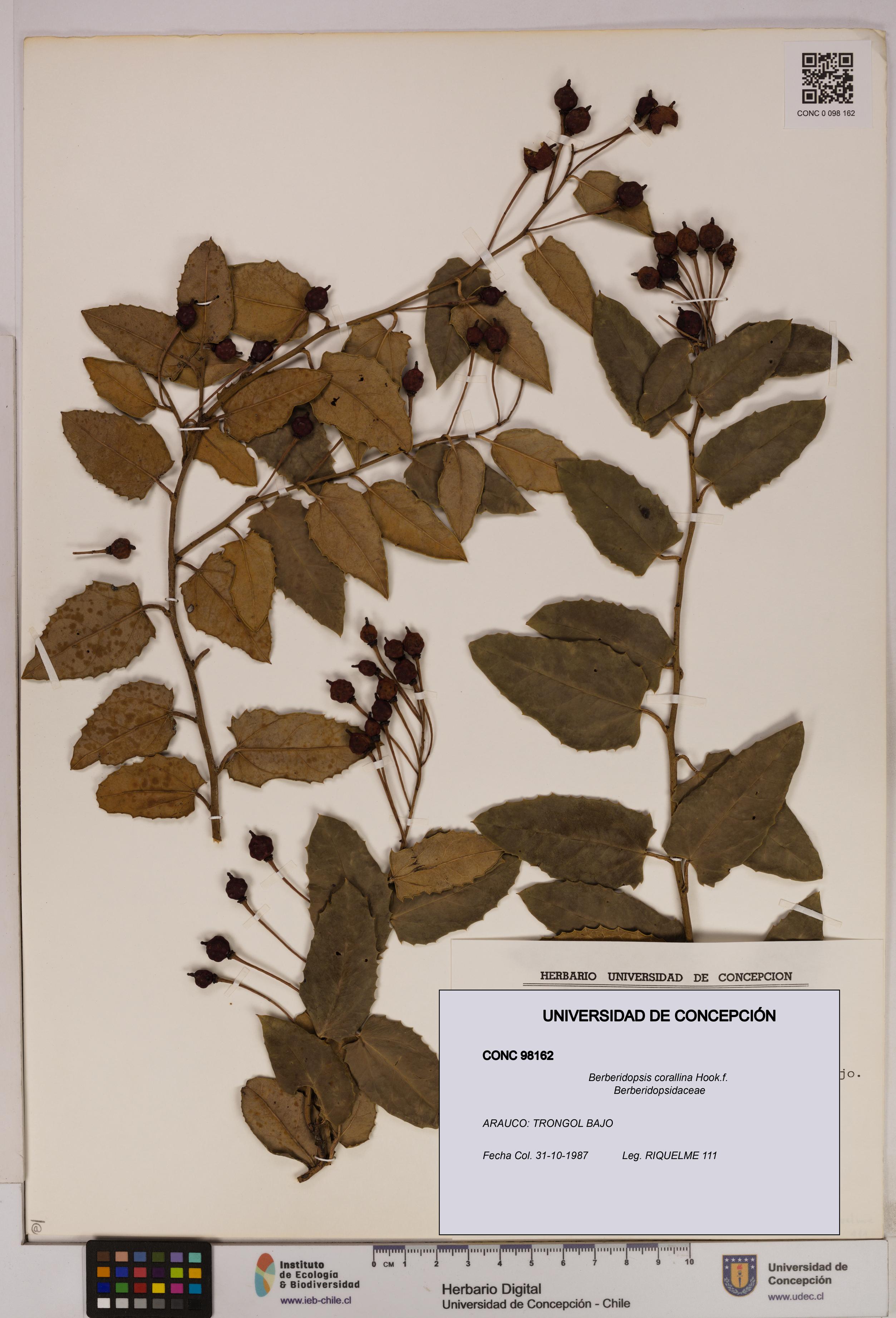 Berberidopsis corallina [Espécimen: UDEC:CONC:0098162]