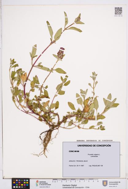 Prunella vulgaris [Espécimen: ]