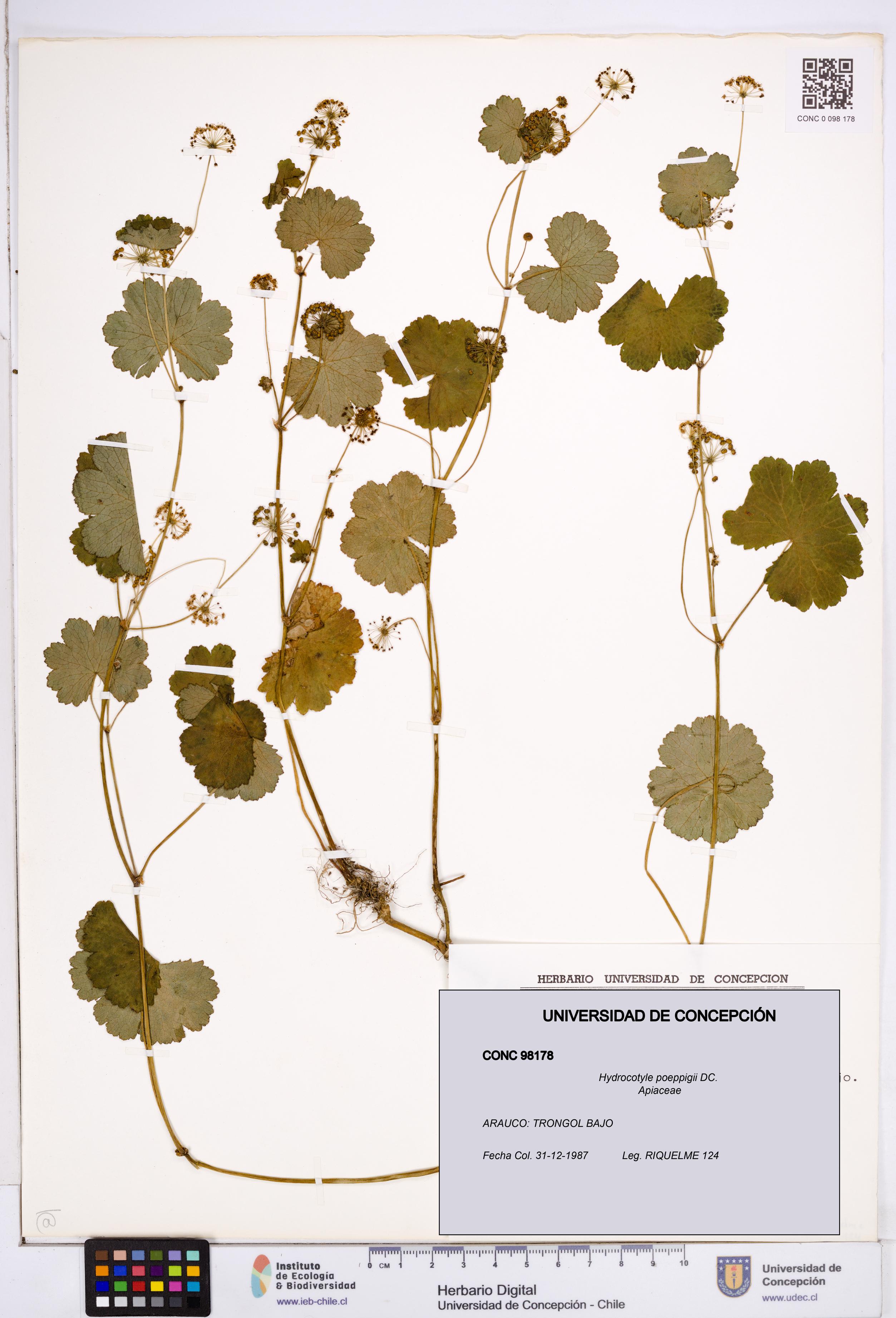 Hydrocotyle poeppigii [Espécimen: ]
