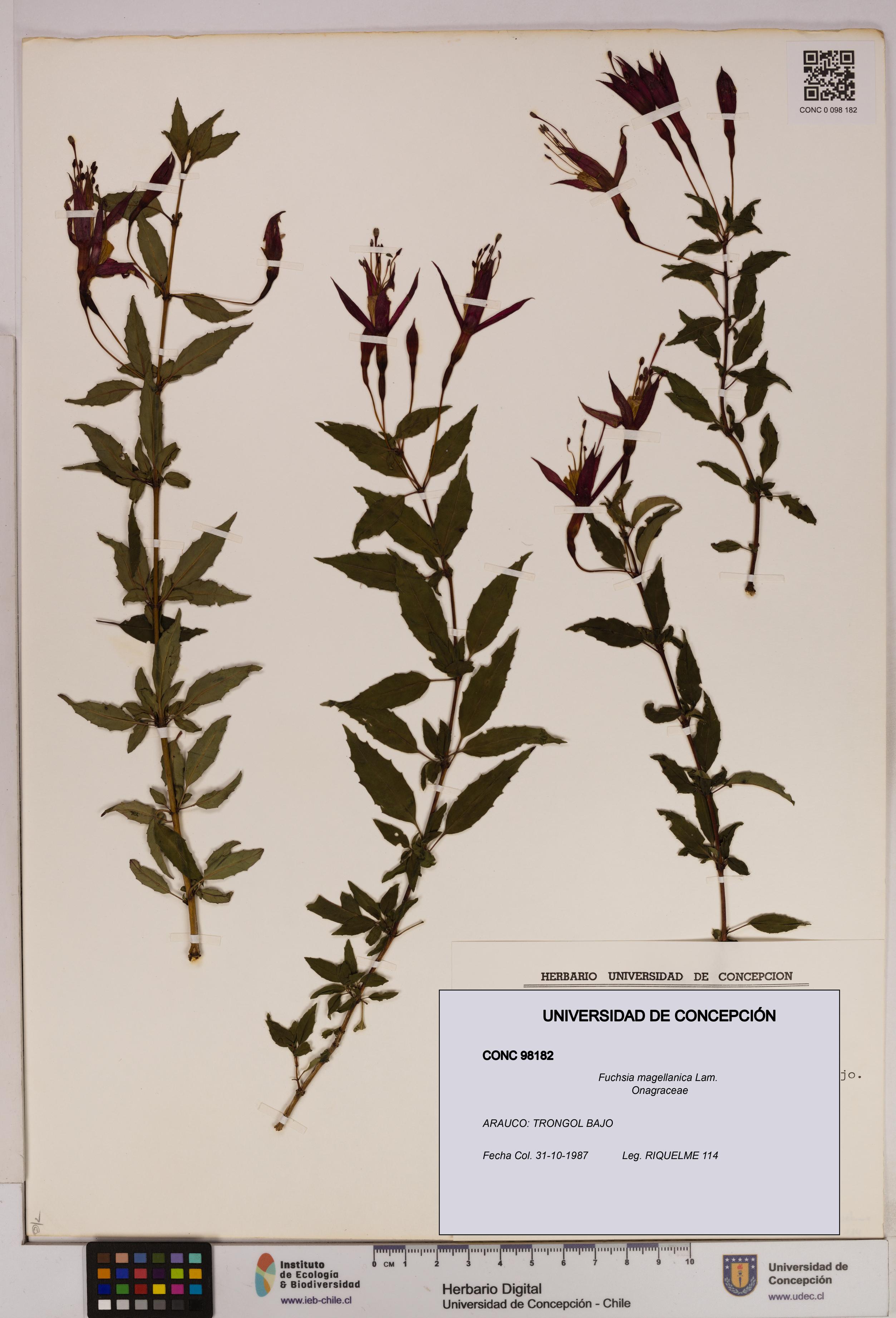 Fuchsia magellanica [Espécimen: UDEC:CONC:0098182]