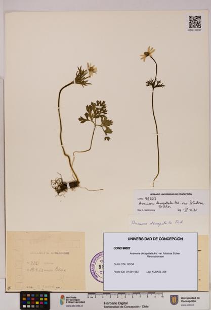 Anemone decapetala [Espécimen: UDEC:CONC:0098327]