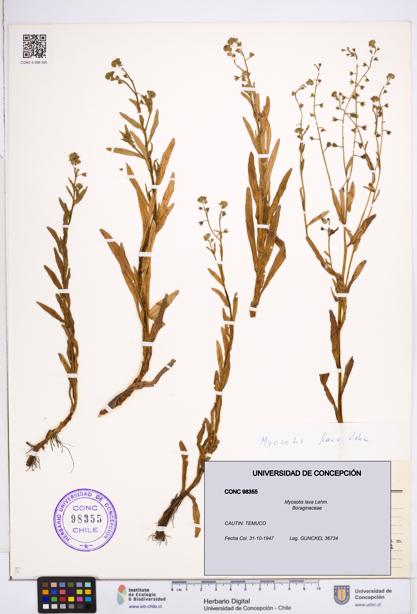 Myosotis laxa [Espécimen: ]