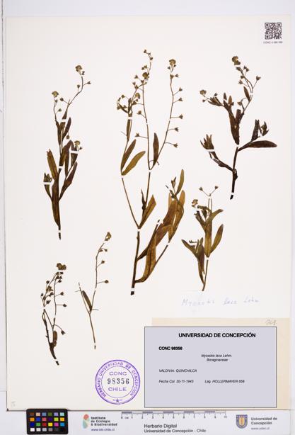 Myosotis laxa [Espécimen: ]