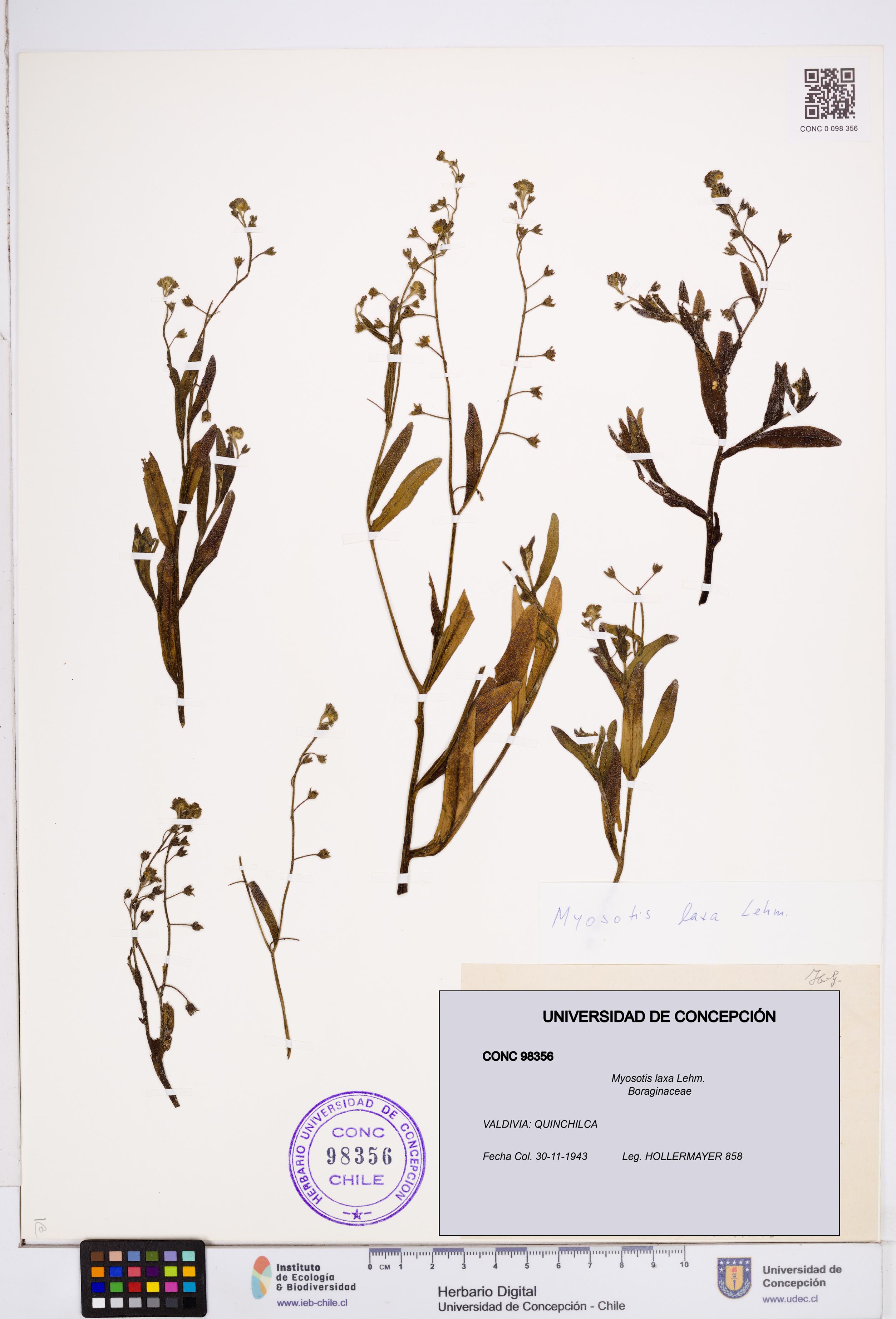 Myosotis laxa [Espécimen: ]