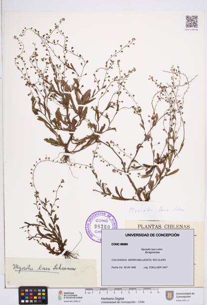 Myosotis laxa [Espécimen: ]
