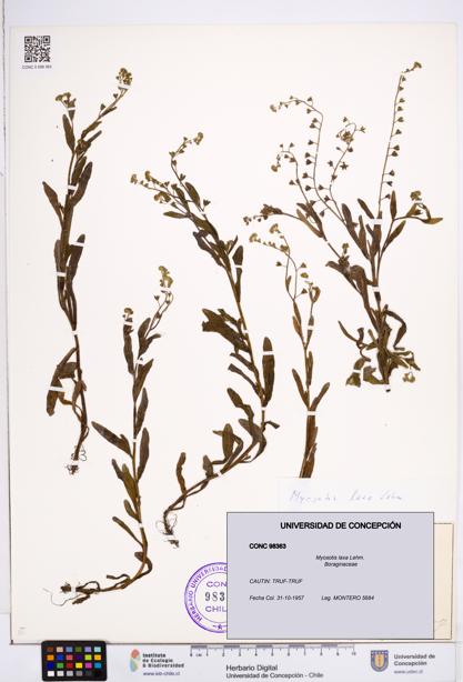 Myosotis laxa [Espécimen: ]