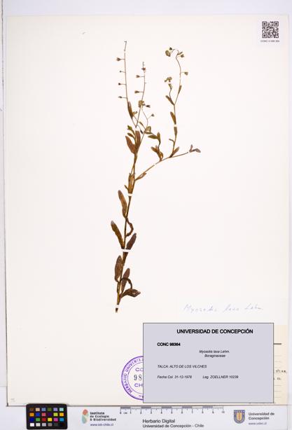 Myosotis laxa [Espécimen: ]