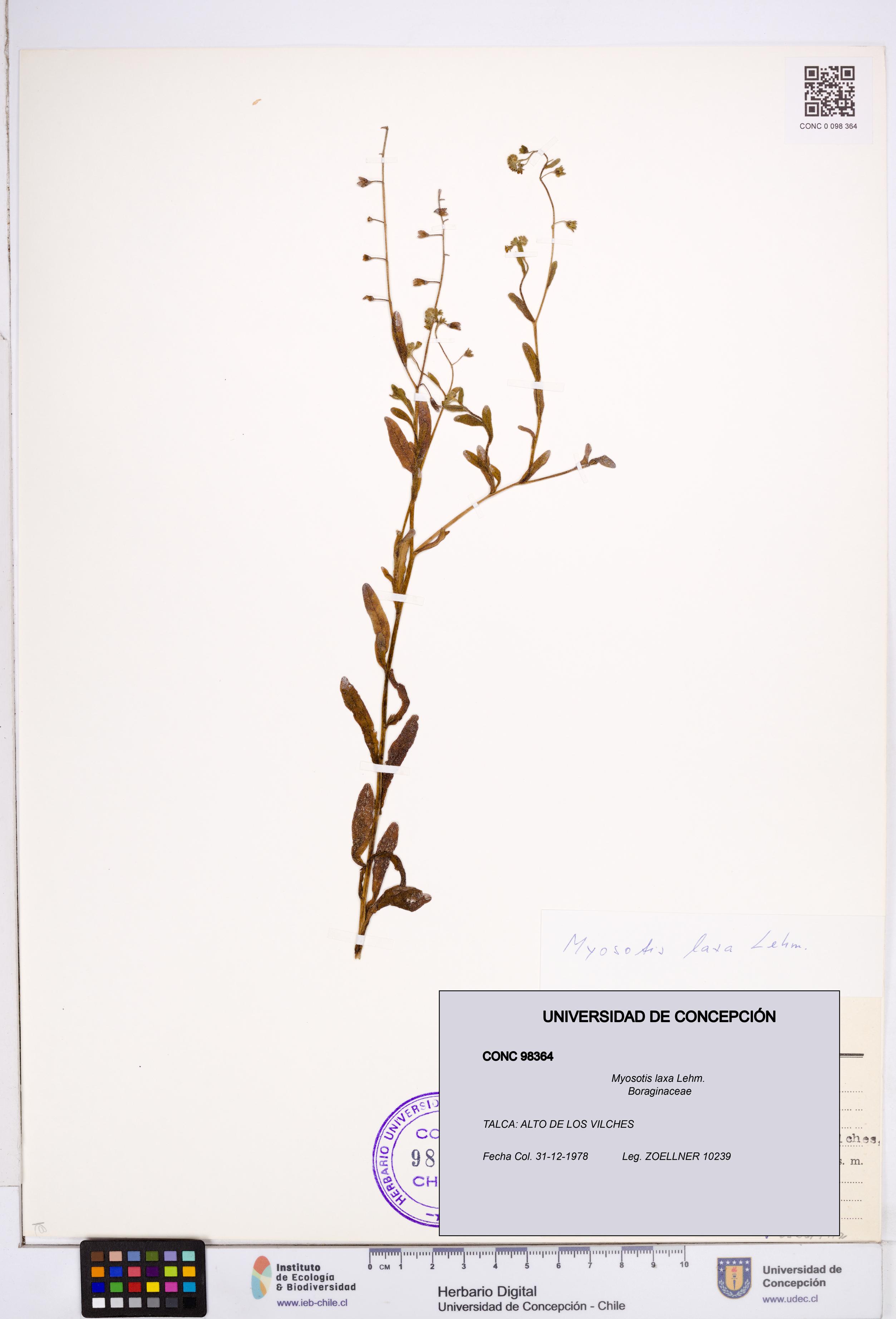 Myosotis laxa [Espécimen: ]