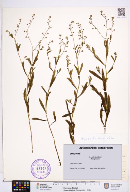 Myosotis laxa [Espécimen: ]