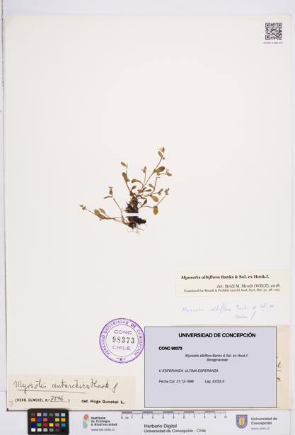 Myosotis albiflora [Espécimen: ]