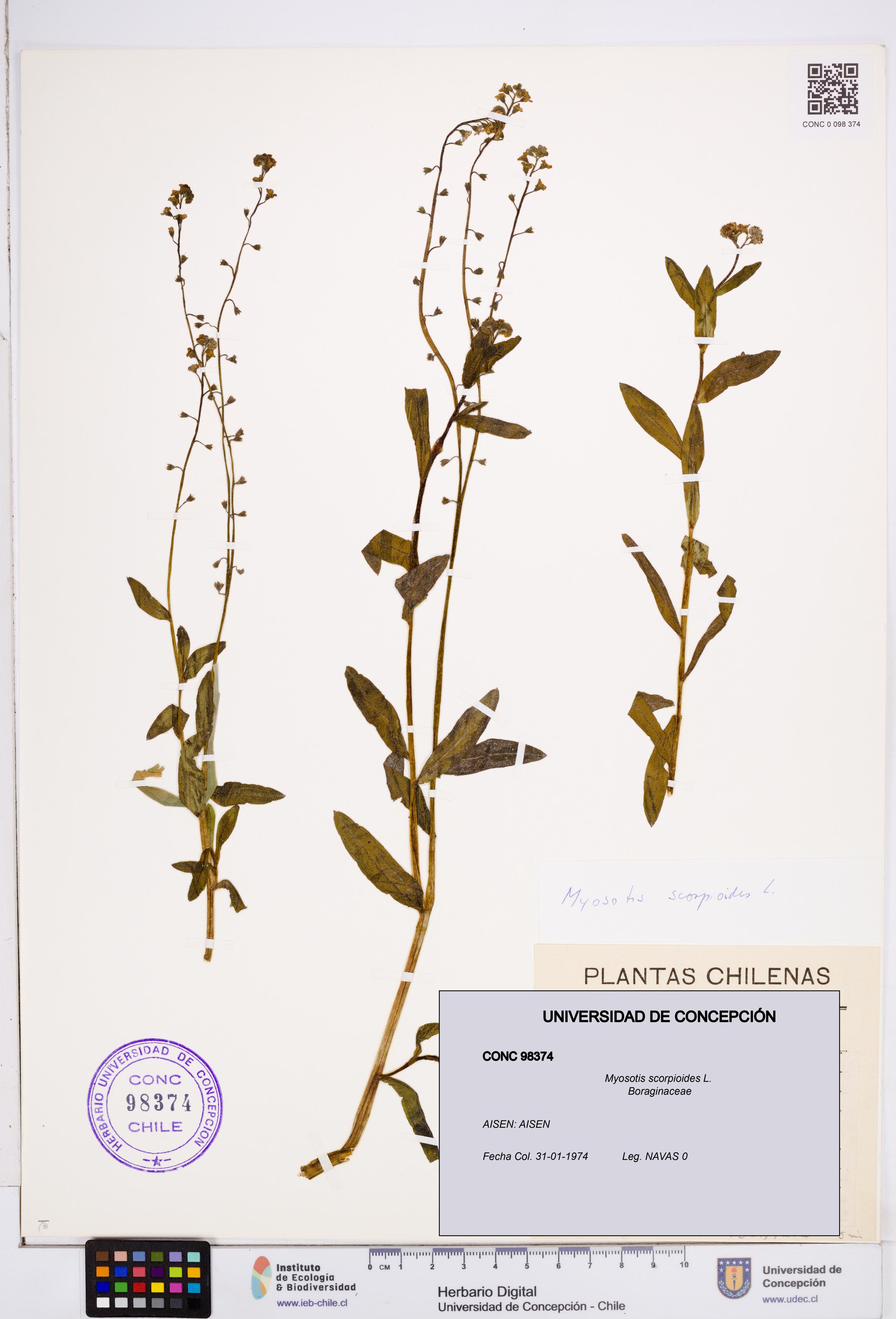 Myosotis scorpioides [Espécimen: ]