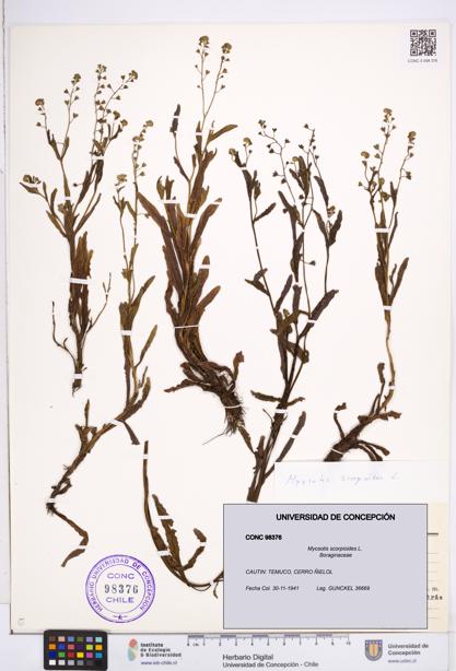 Myosotis scorpioides [Espécimen: ]