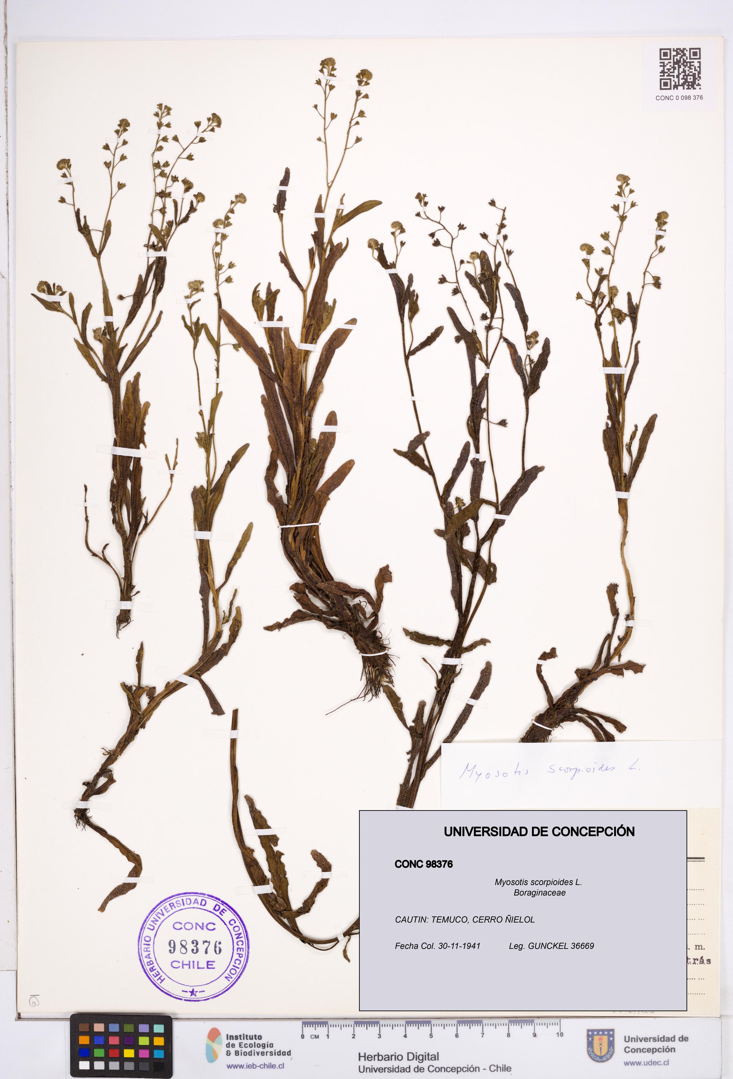 Myosotis scorpioides [Espécimen: ]