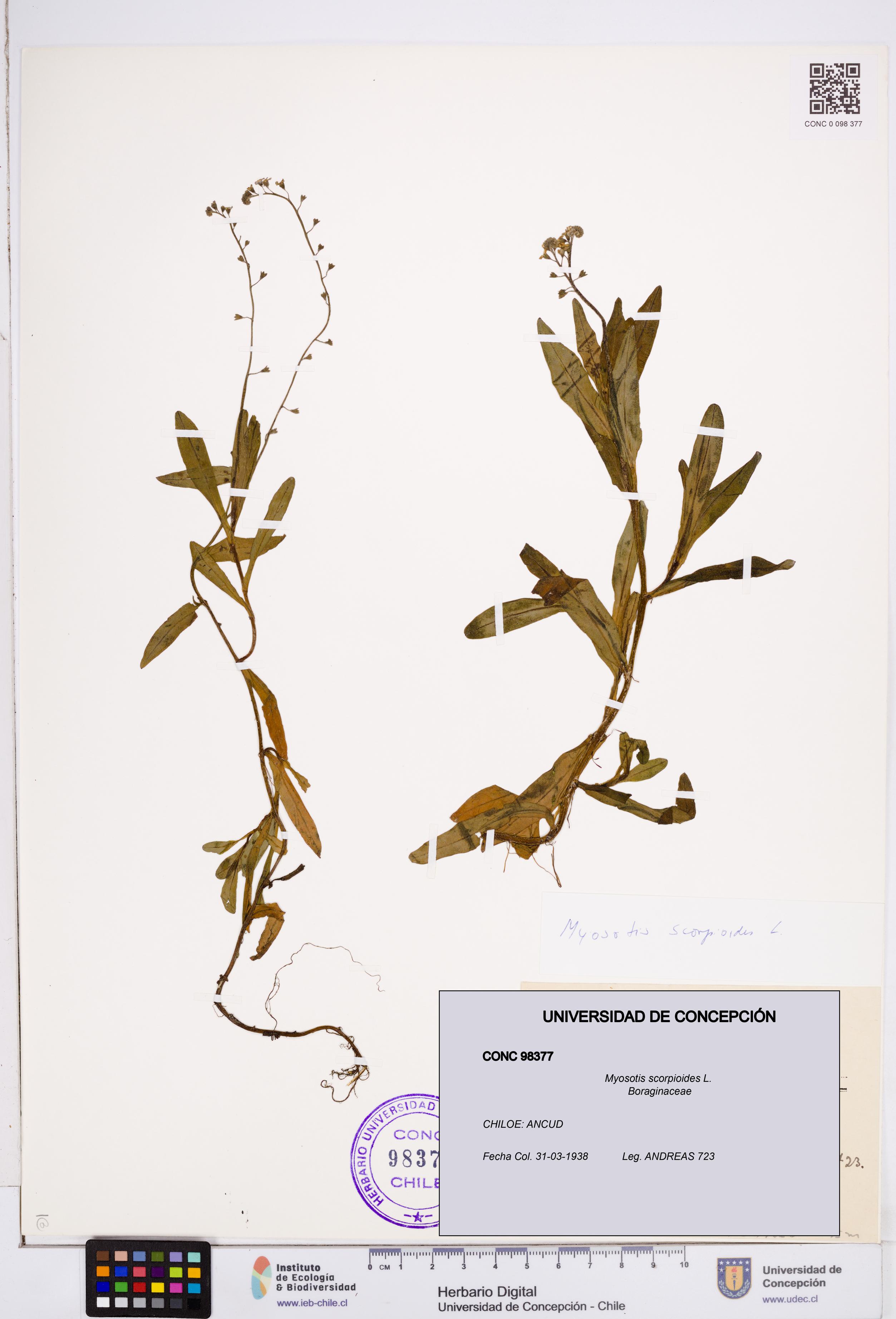 Myosotis scorpioides [Espécimen: ]