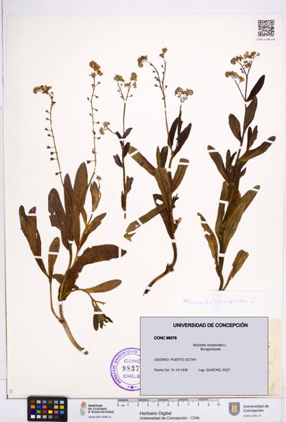 Myosotis scorpioides [Espécimen: ]