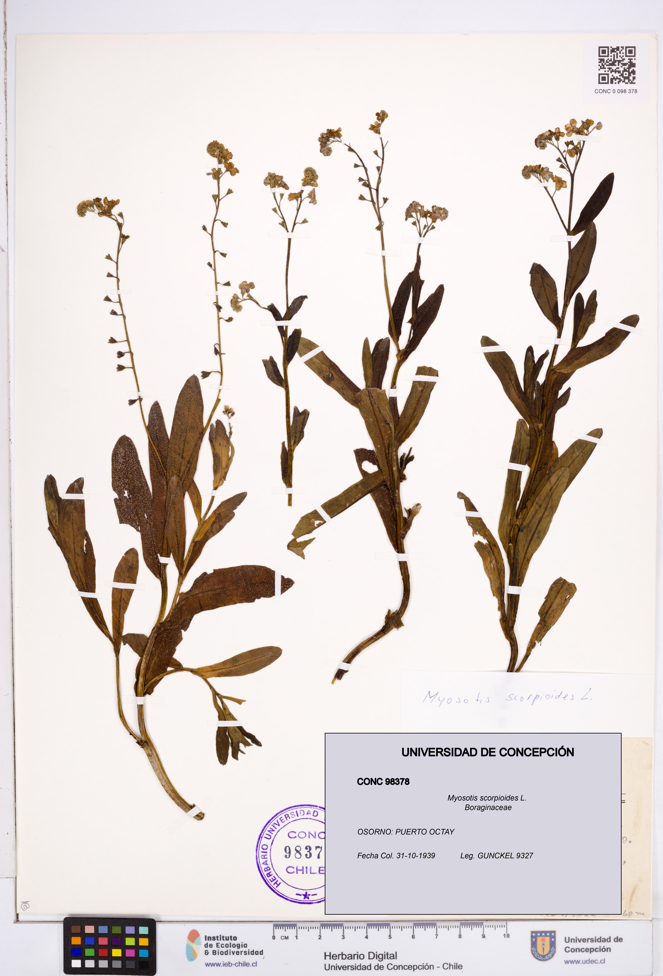 Myosotis scorpioides [Espécimen: ]