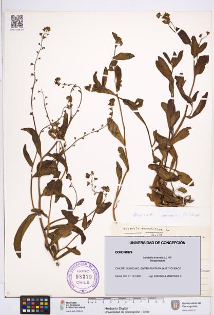 Myosotis arvensis [Espécimen: ]