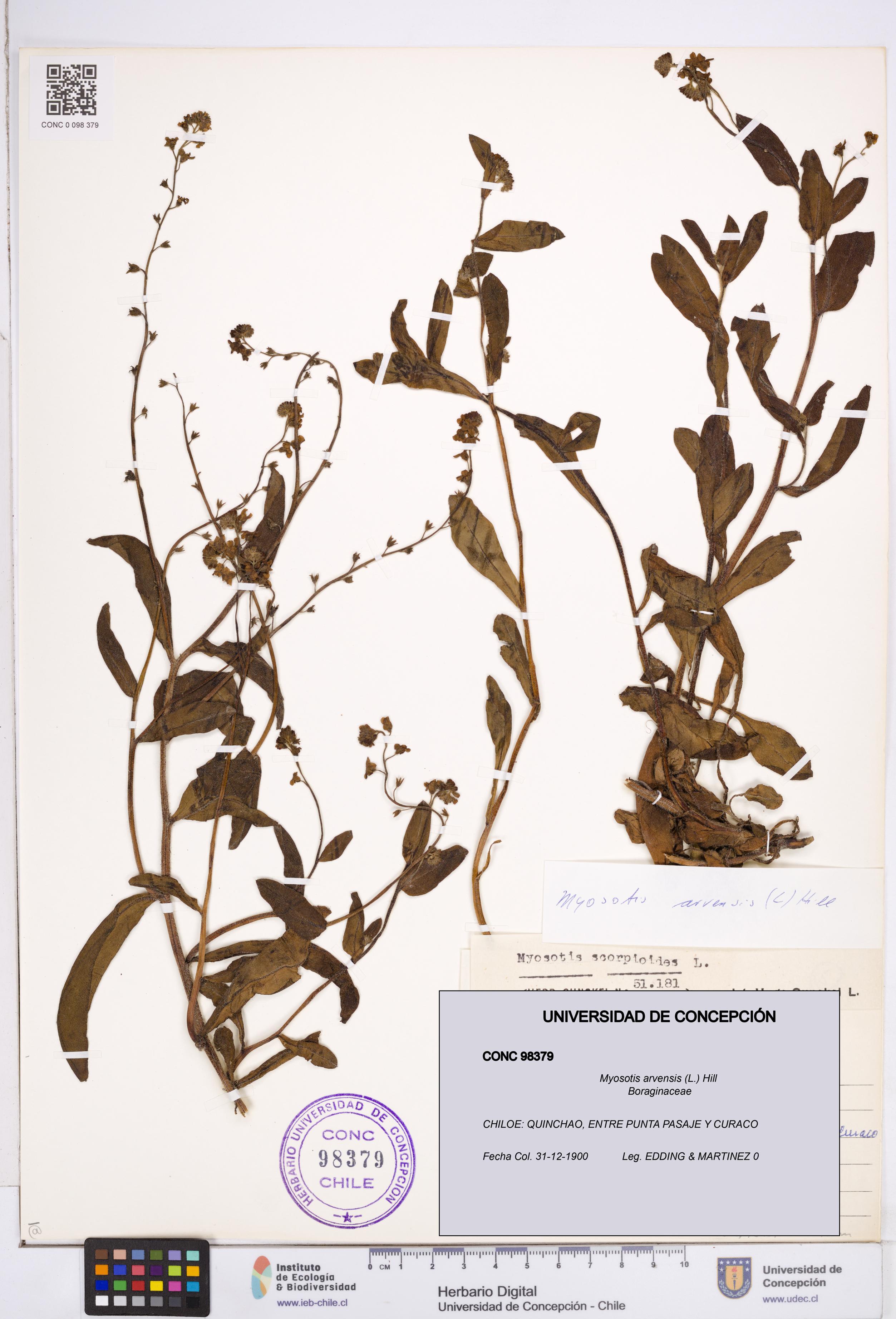 Myosotis arvensis [Espécimen: ]