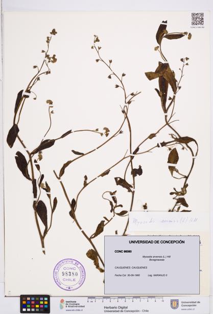 Myosotis arvensis [Espécimen: ]
