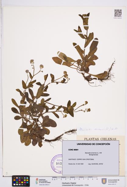 Myosotis arvensis [Espécimen: ]