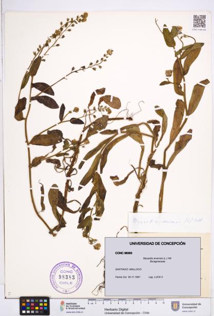 Myosotis arvensis [Espécimen: ]