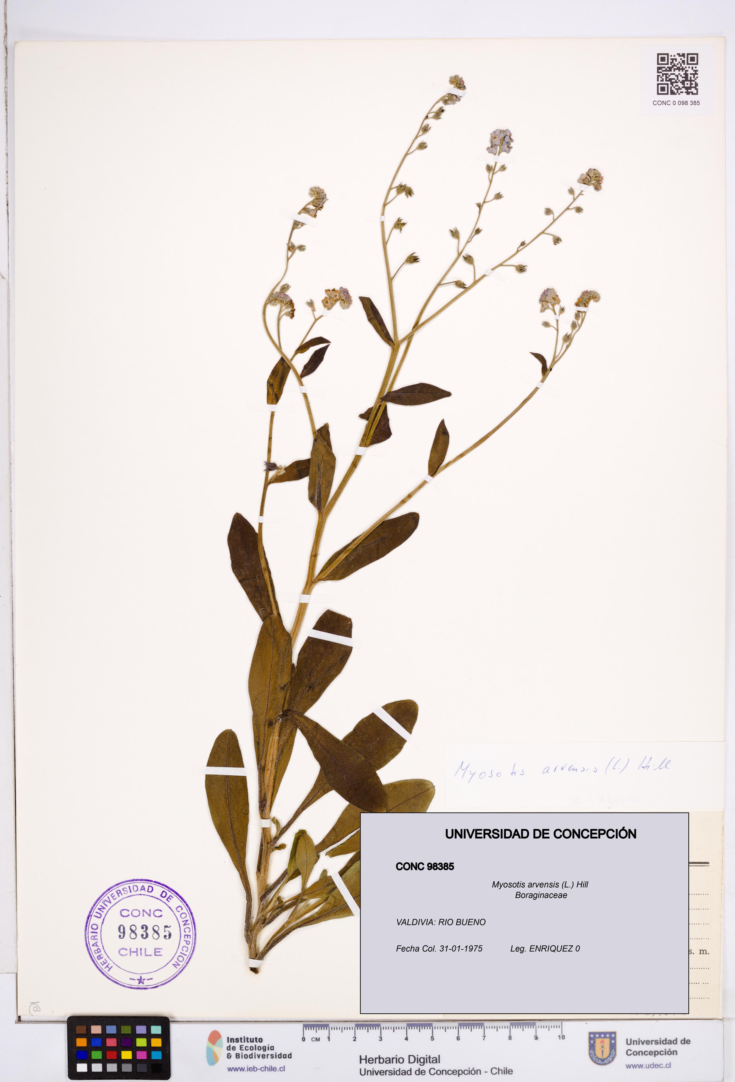 Myosotis arvensis [Espécimen: ]