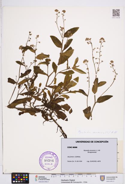 Myosotis arvensis [Espécimen: ]