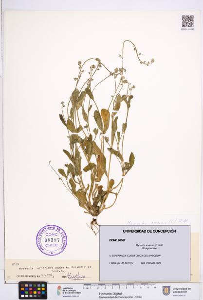 Myosotis arvensis [Espécimen: ]