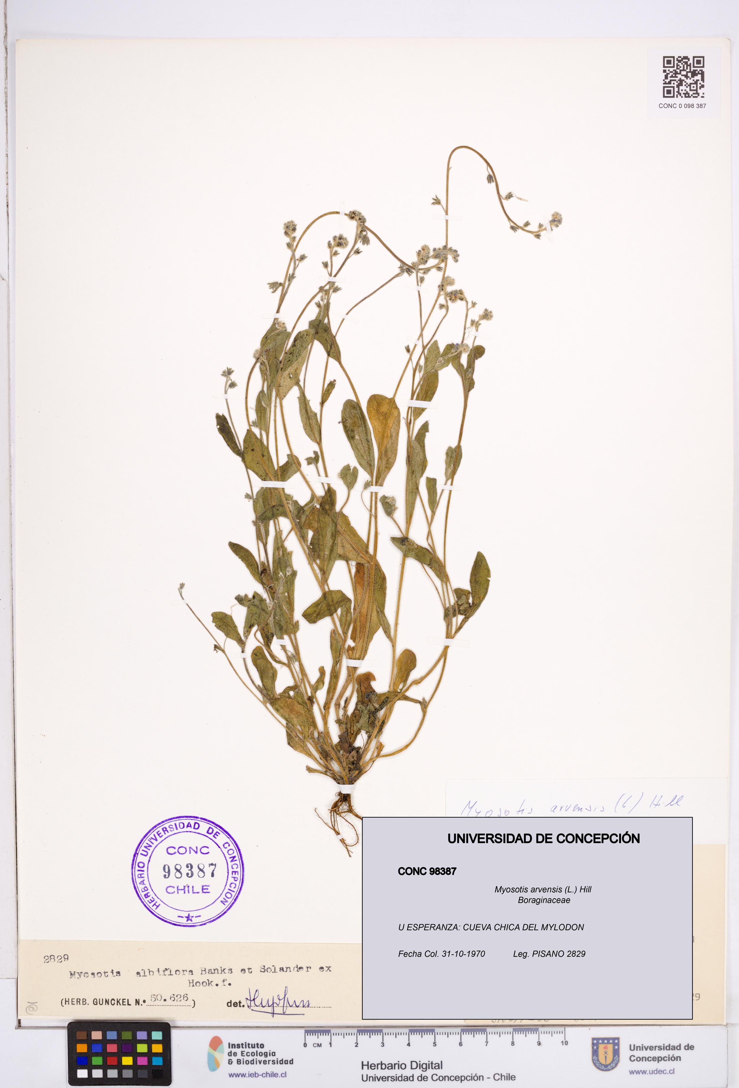 Myosotis arvensis [Espécimen: ]