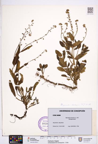 Myosotis arvensis [Espécimen: ]