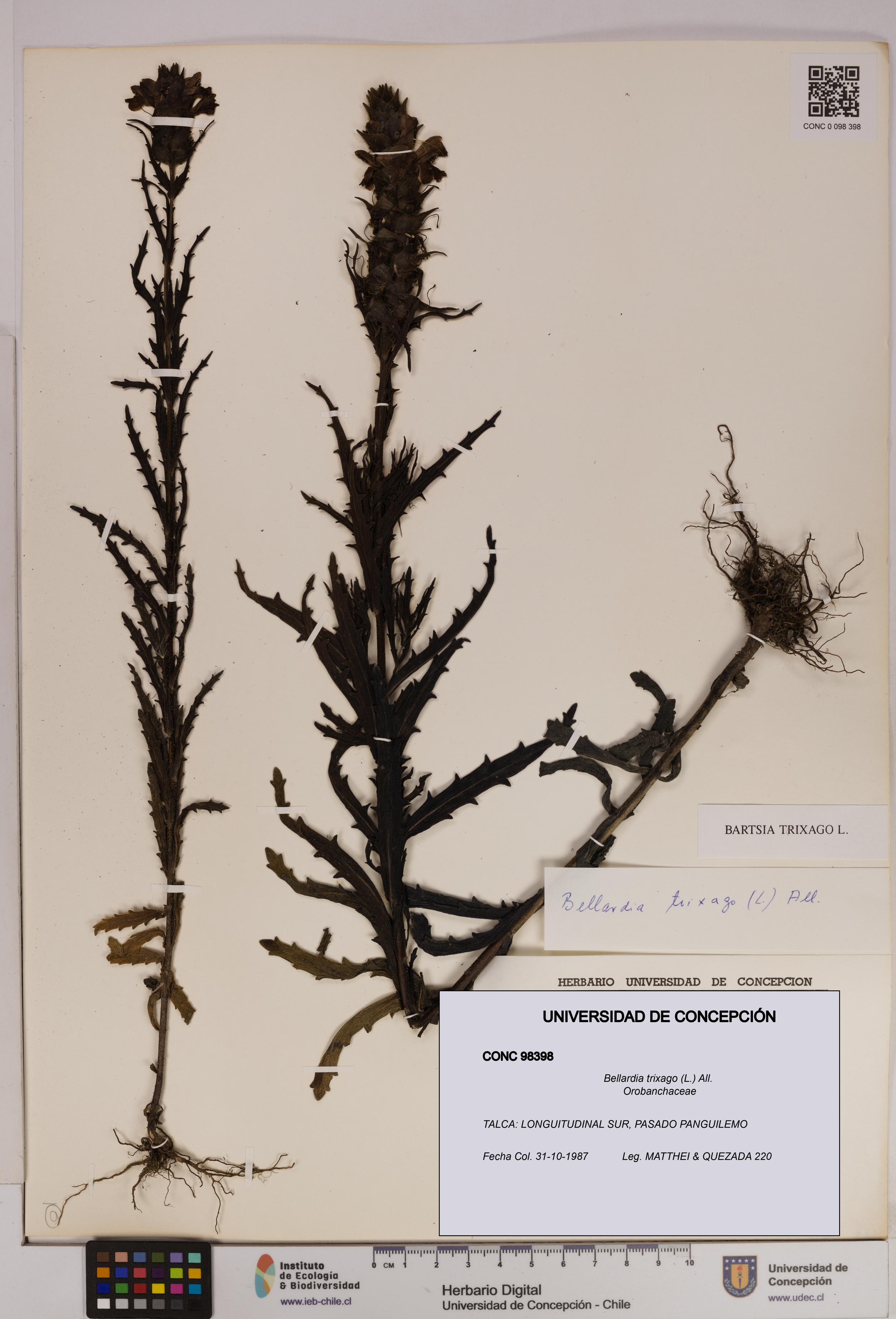 Bellardia trixago [Espécimen: UDEC:CONC:0098398]