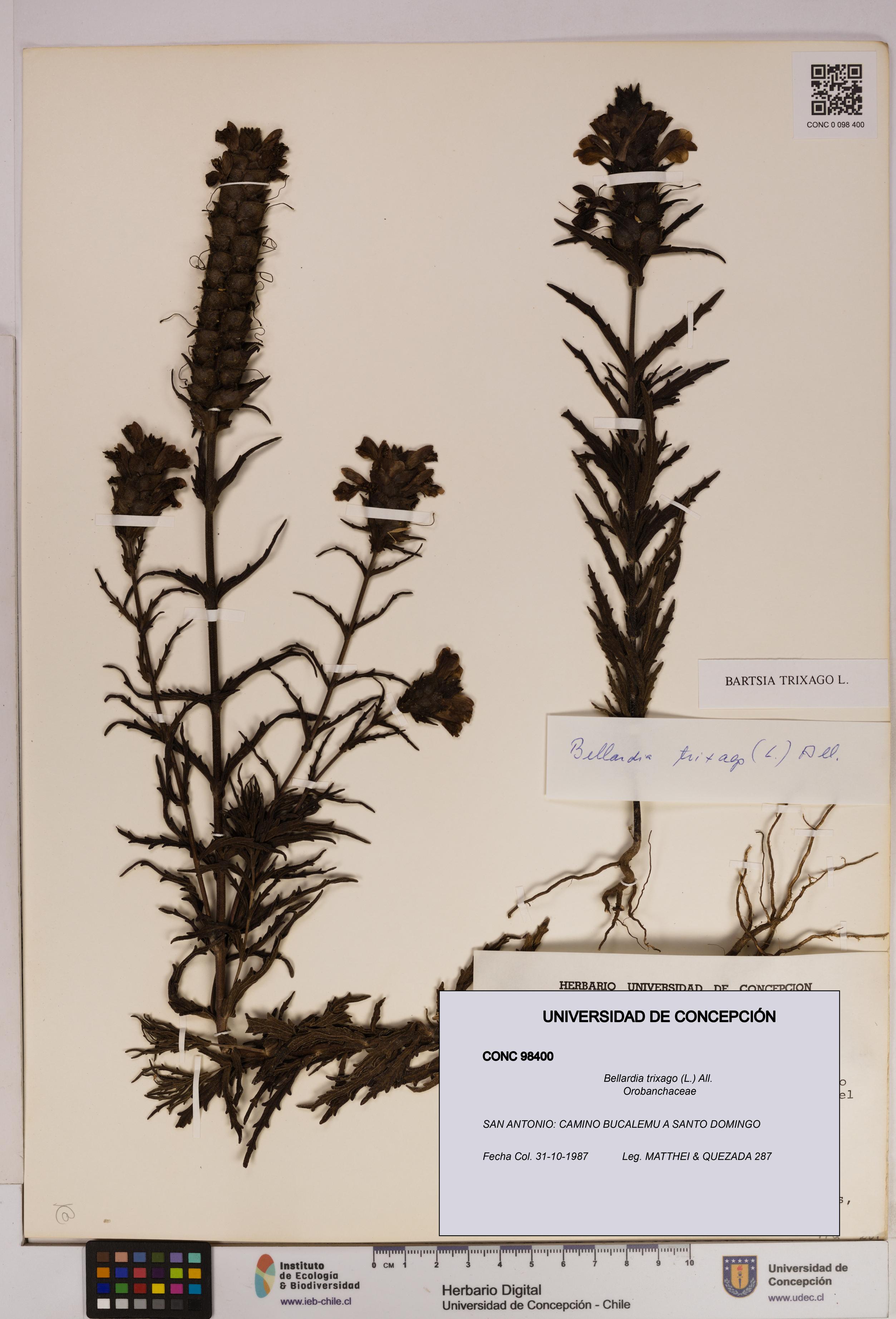 Bellardia trixago [Espécimen: UDEC:CONC:0098400]