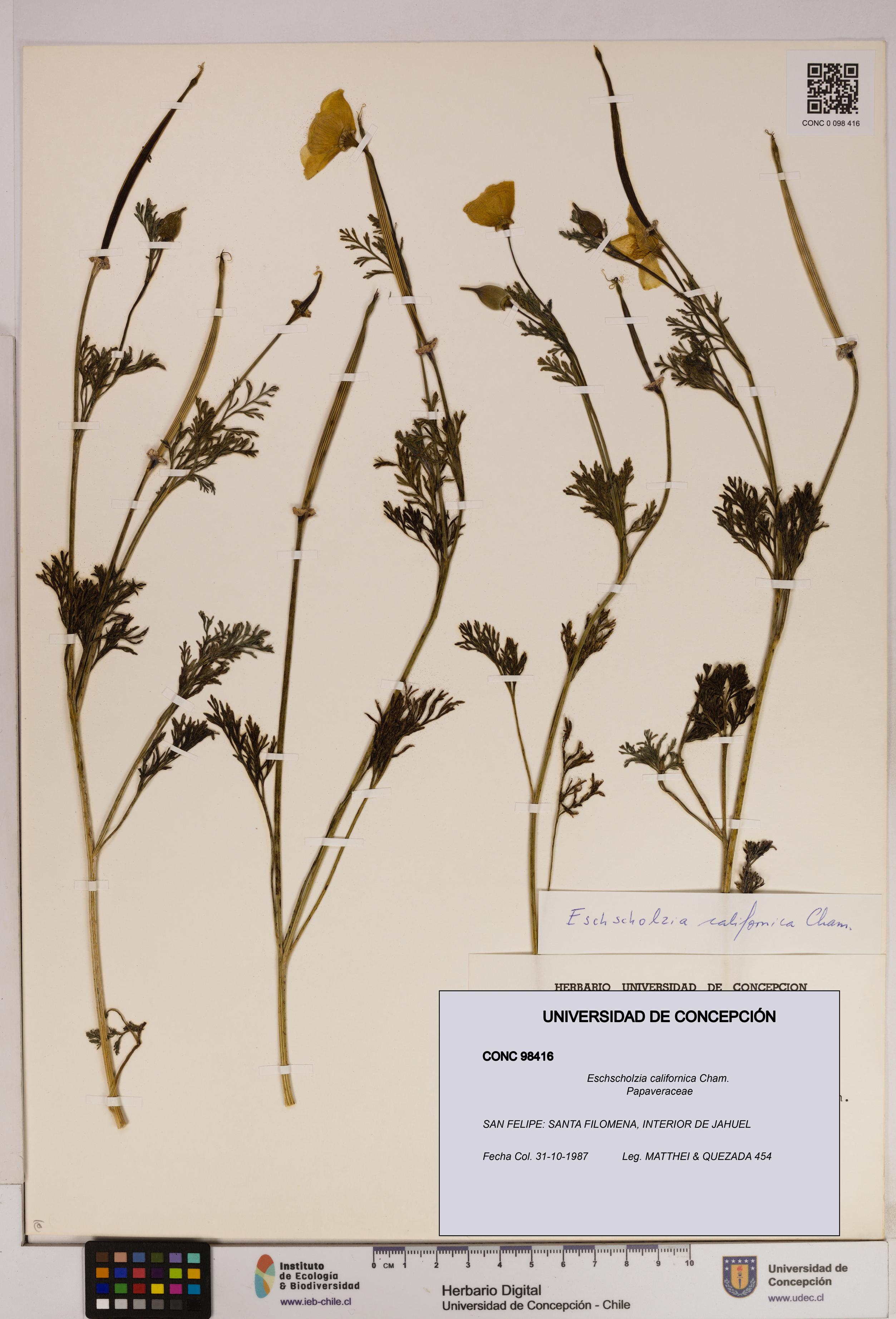 Eschscholzia californica [Espécimen: UDEC:CONC:0098416]