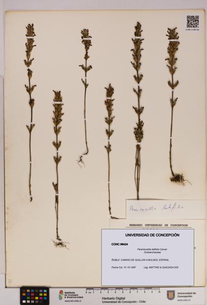 Parentucellia latifolia [Espécimen: UDEC:CONC:0098424]