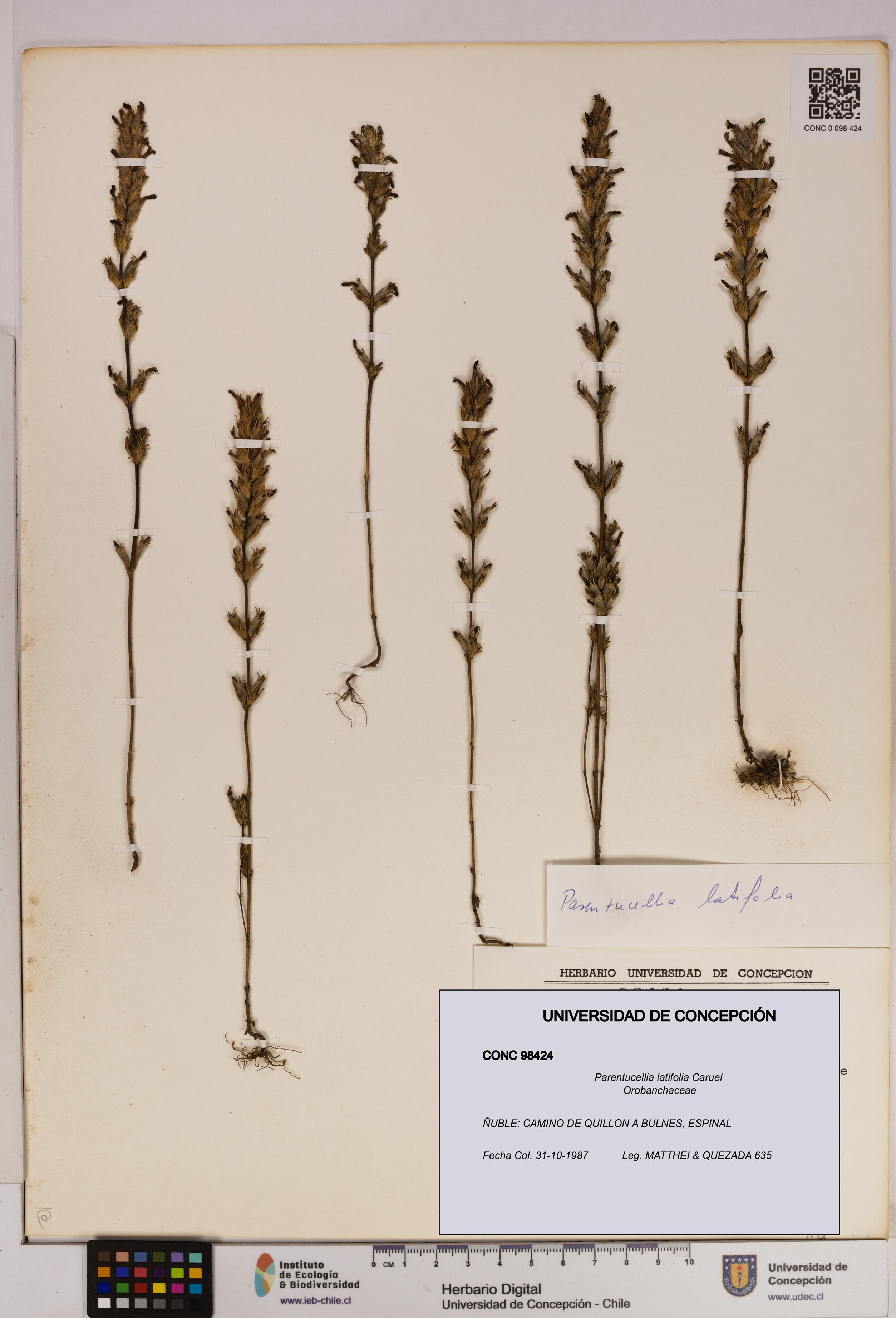 Parentucellia latifolia [Espécimen: UDEC:CONC:0098424]