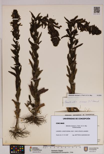 Bellardia viscosa [Espécimen: UDEC:CONC:0098425]