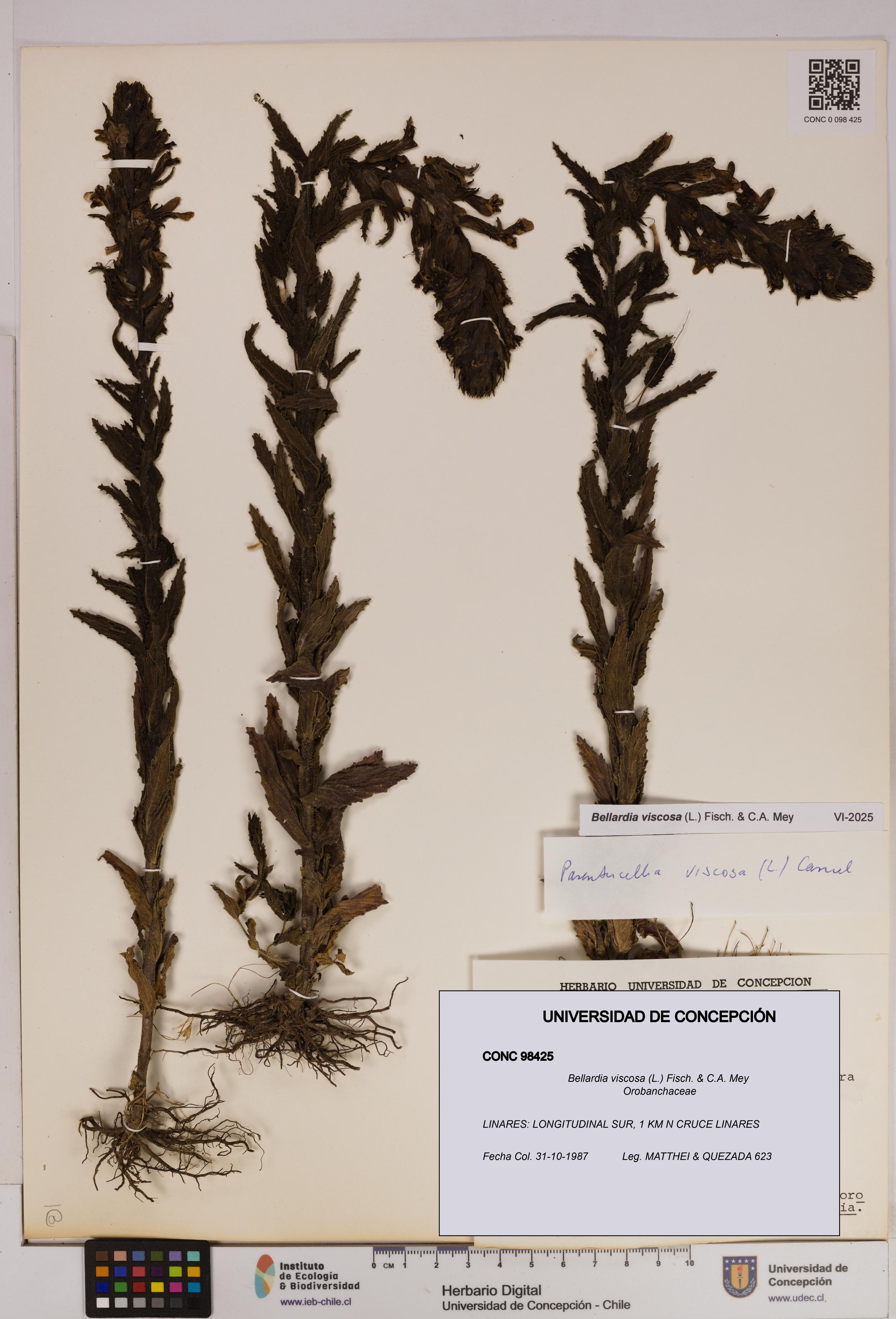 Bellardia viscosa [Espécimen: UDEC:CONC:0098425]