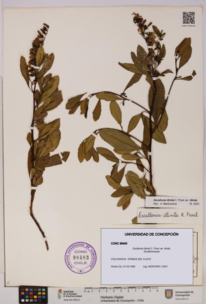 Escallonia illinita [Espécimen: UDEC:CONC:0098483]