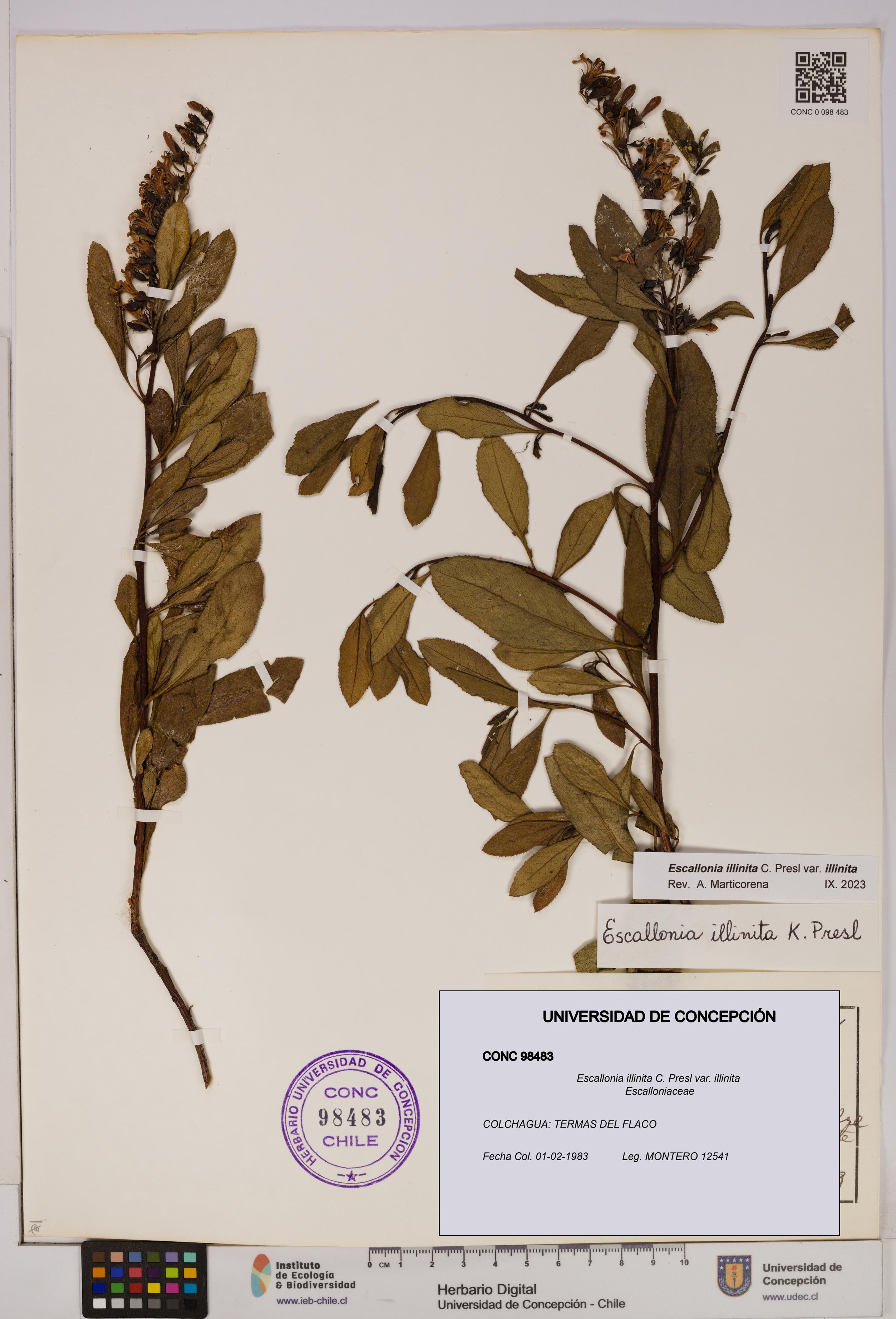Escallonia illinita [Espécimen: UDEC:CONC:0098483]