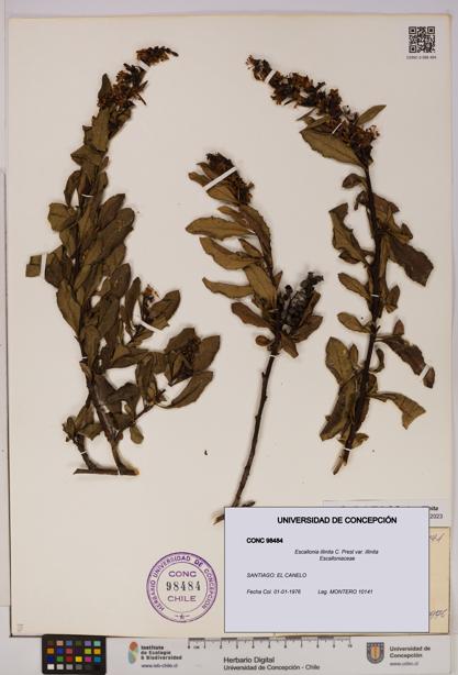 Escallonia illinita [Espécimen: UDEC:CONC:0098484]